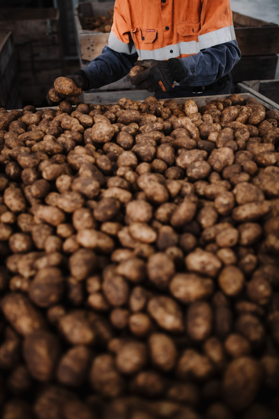 cherry-hill-potato-farm-northern-tasmania